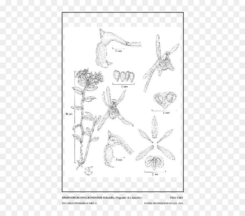 Line Art, HD Png Download - araguaney png