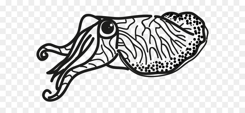 Octopus, HD Png Download - cuttlefish png