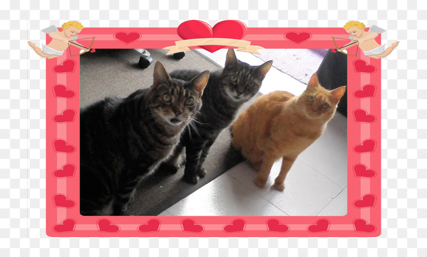To The Loves Of My Life - Tabby Cat, HD Png Download - mad cat png