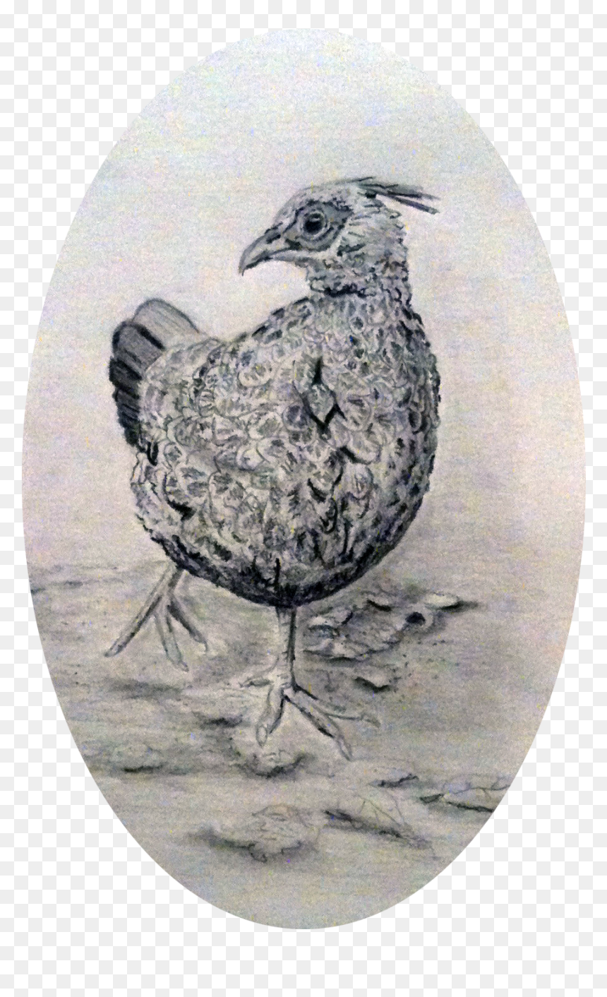 Pheasant - Ruffed Grouse, HD Png Download - pheasant png