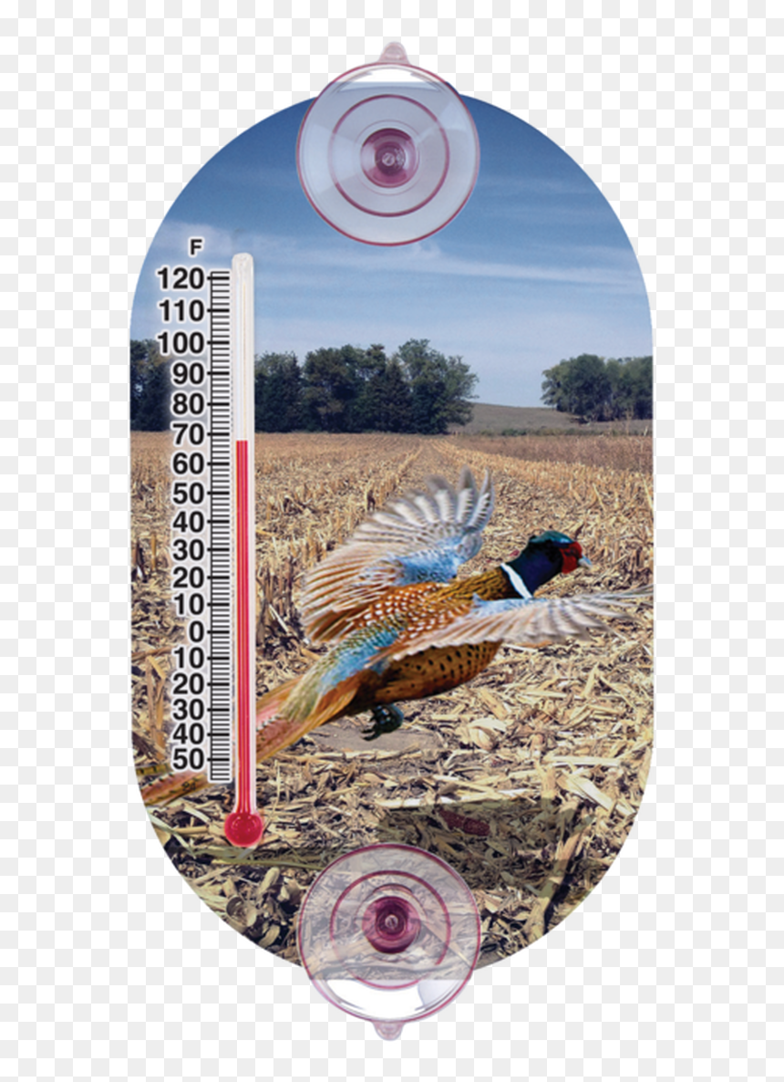 Pheasant - Label, HD Png Download - pheasant png