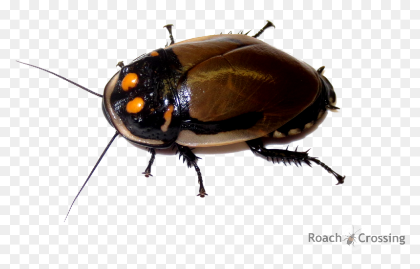 Lucihormetica Grossei, HD Png Download - roaches png