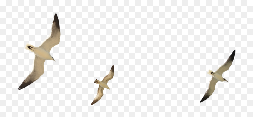 Thumb Image - Flock Of Seagulls Transparent, HD Png Download - seagul png