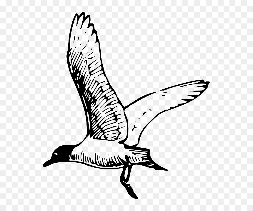 Gull Tern Seagull - Seagull Clipart Black And White, HD Png Download - seagul png