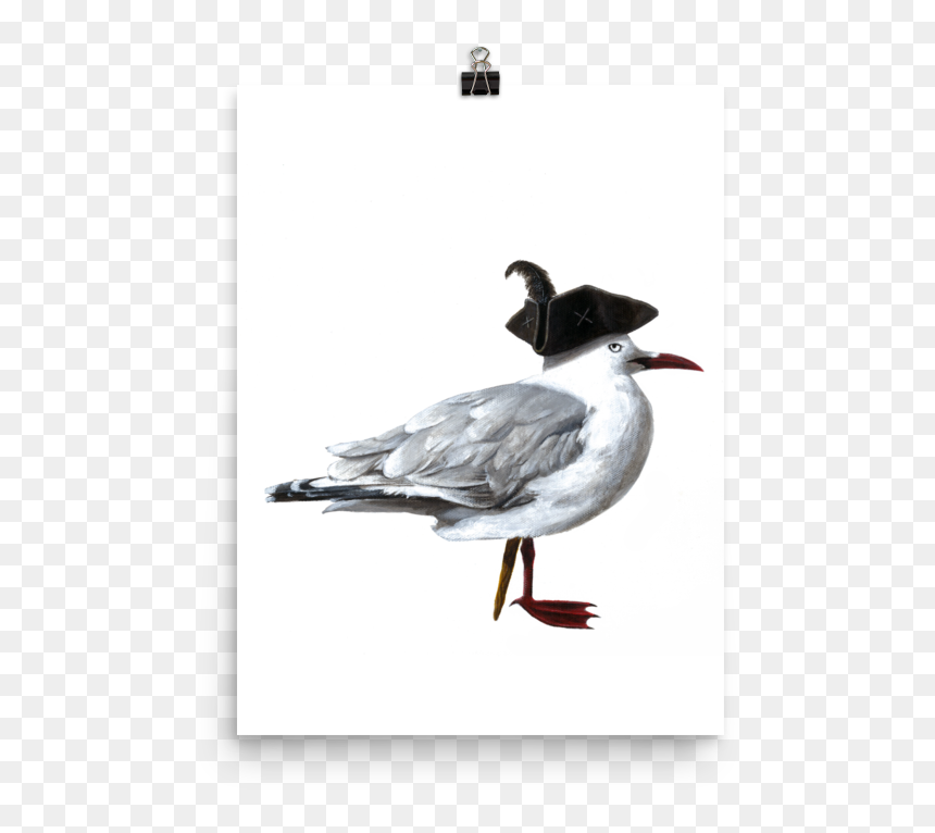 Transparent Sea Gull Png - Duck, Png Download - sea gull png