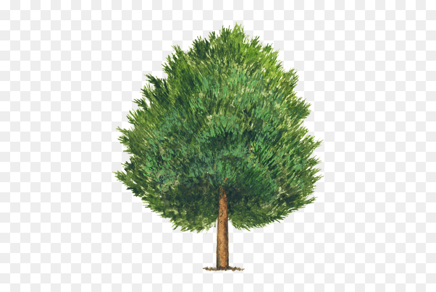 Pino Piñonero Pinus Cembroides, HD Png Download - pino png