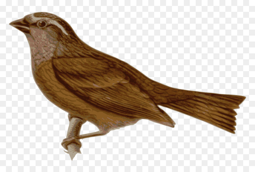 Chim Chích Chòe Png, Transparent Png - nightingale png