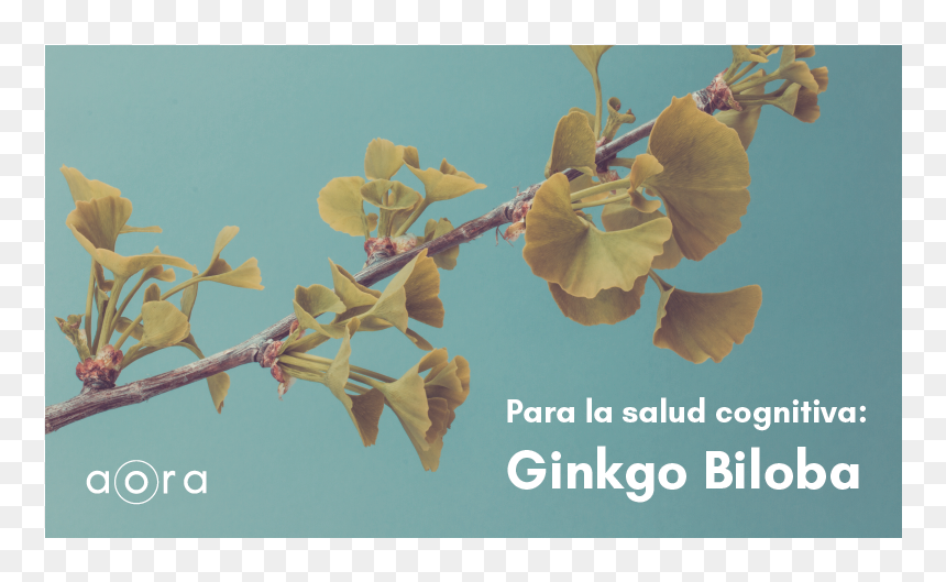 Crape Myrtle, HD Png Download - mujer feliz png