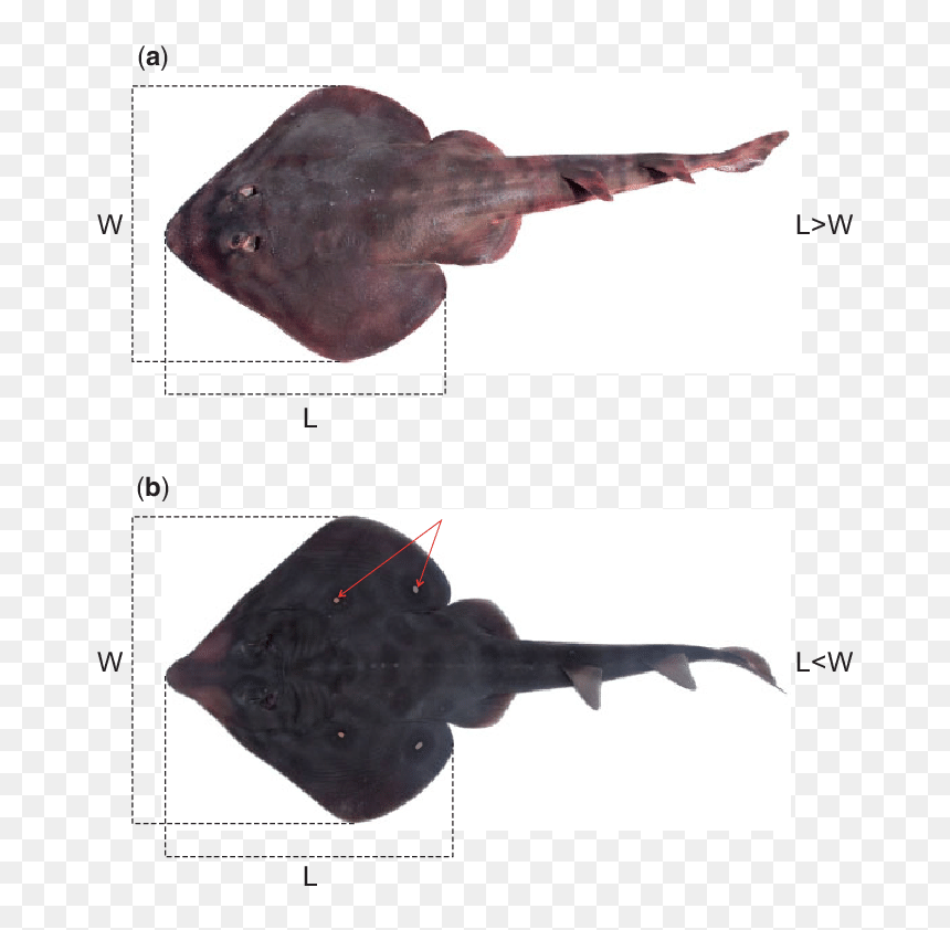 Skate, HD Png Download - soldado png