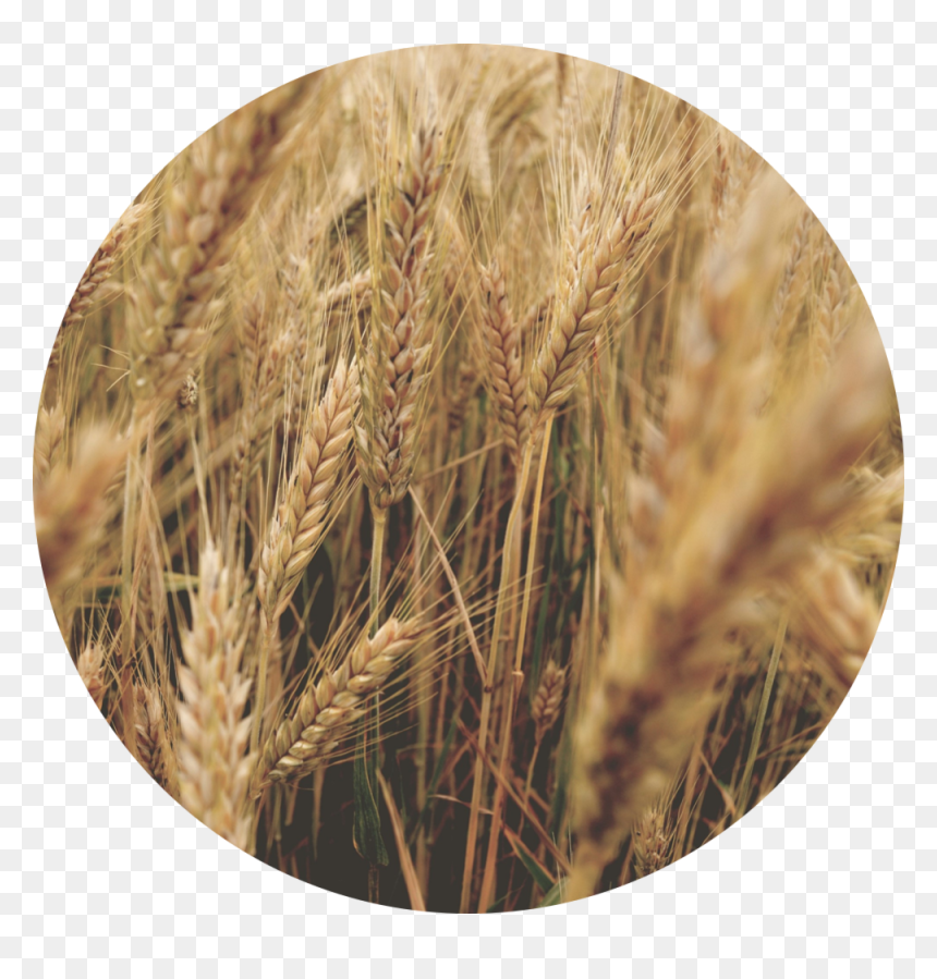 Wheat , Png Download - Wheat, Transparent Png - wheat png image
