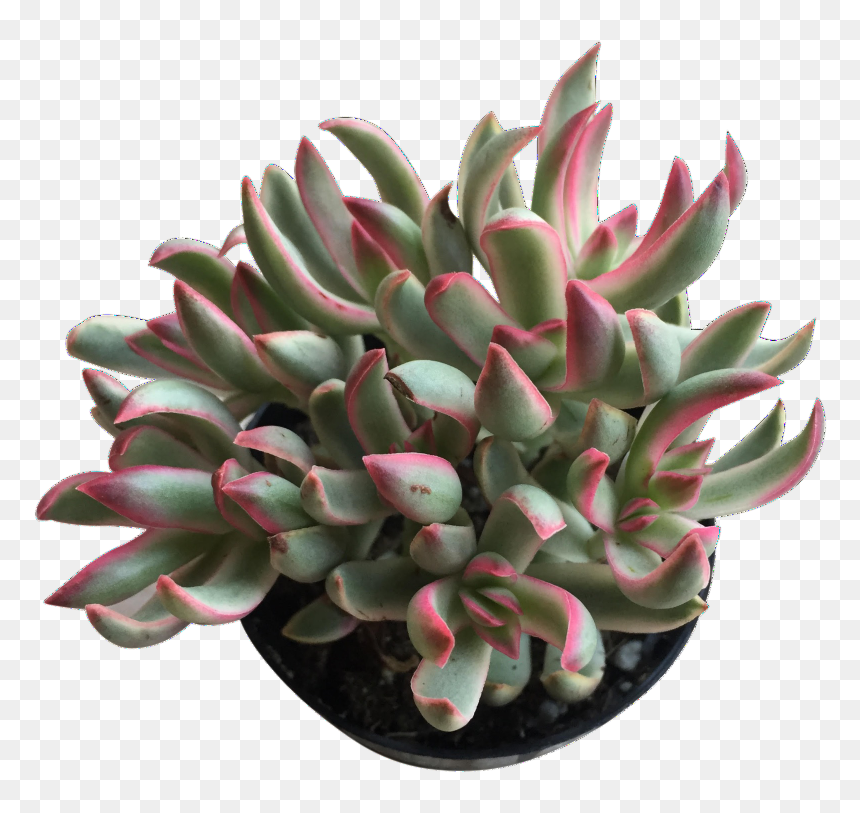 Medium Candy Cane - White Mexican Rose, HD Png Download - candy cane heart png