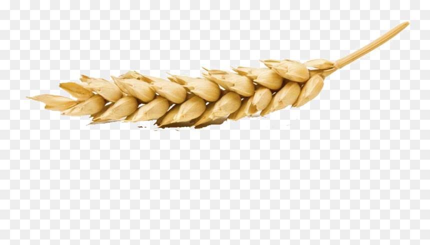 Wheat Png Transparent Image, Png Download - wheat png image
