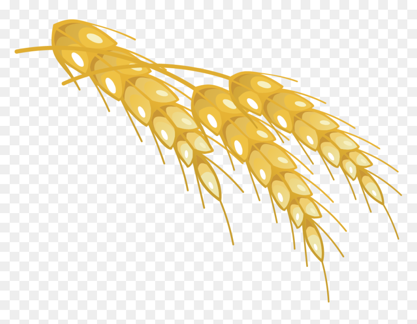Wheat, HD Png Download - wheat png image