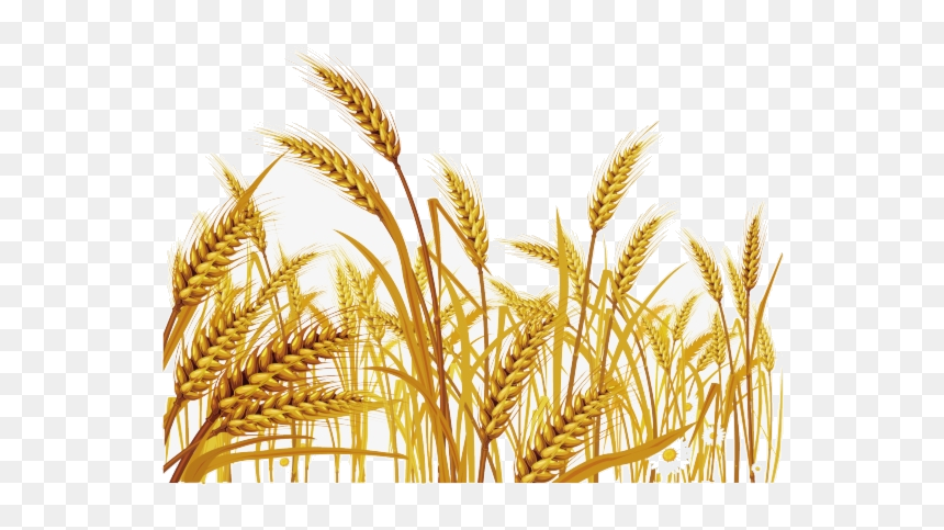 Wheat Malt Clipart Grass Free Transparent Png - Wheat Grass Clip Art, Png Download - wheat png image