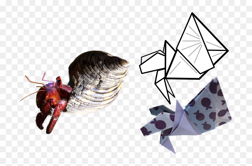 Hermitcrabstaand - Insect, HD Png Download - hermit crab png