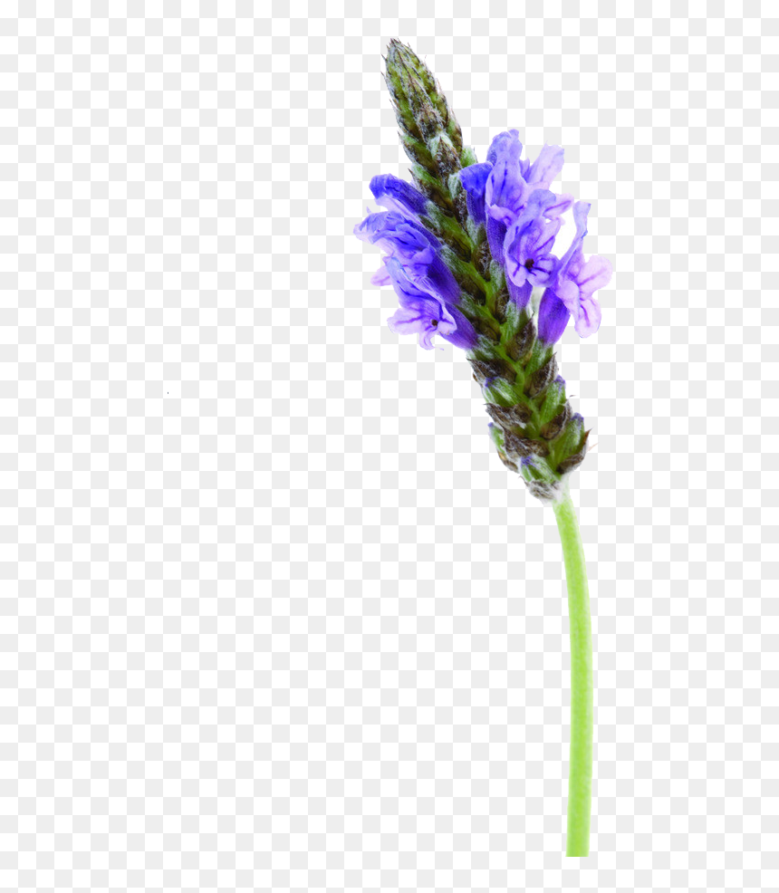 Lavender Flowers Png Format, Transparent Png - lavender sprig png