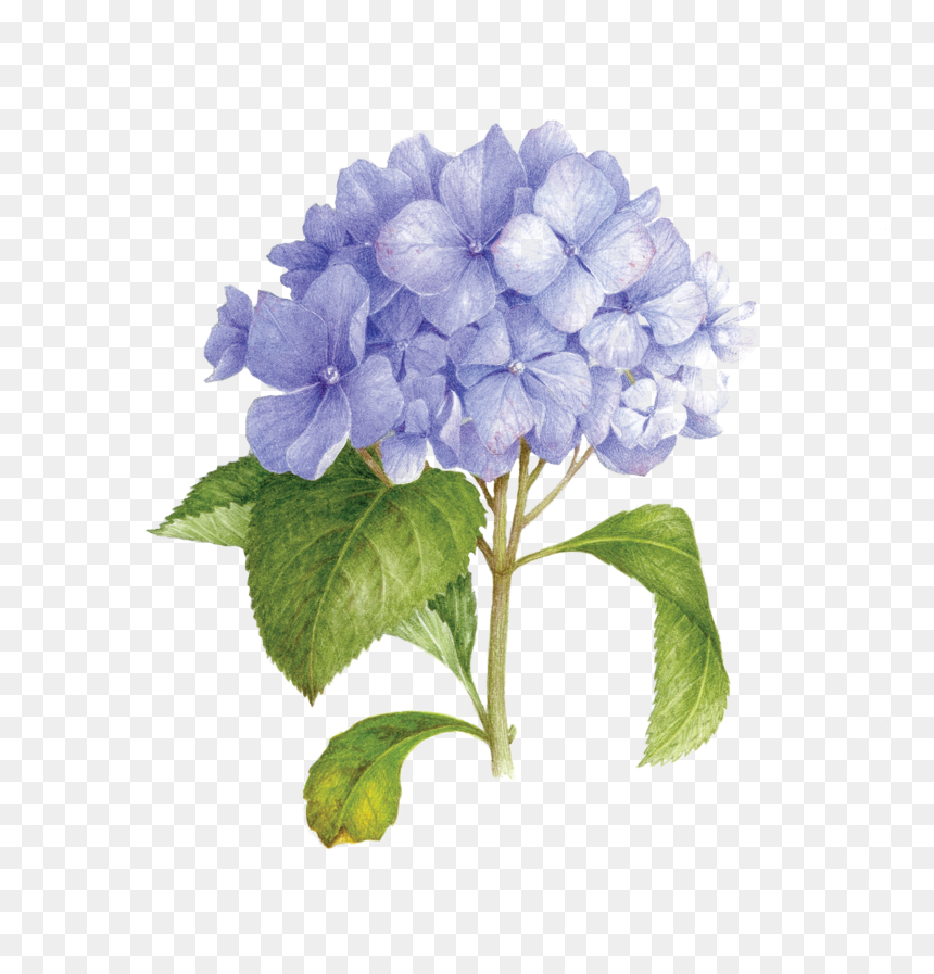 Scented Floral Temporary Tattoos, HD Png Download - lavender sprig png