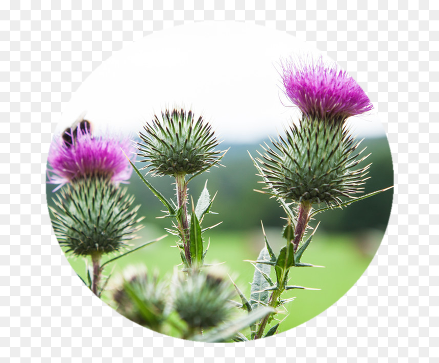 Clip Art Burdock Weed - Milk Thistle Weed High Resolution, HD Png Download - thug life weed png