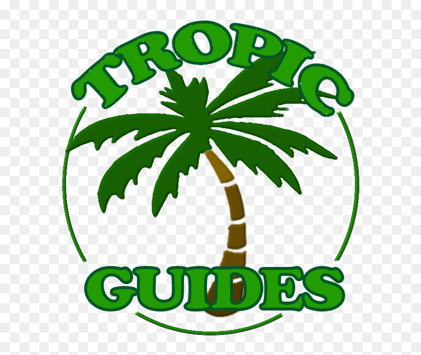 Your Guided Tours Where Reef Meets Rainforest - Palm Tree Tattoos Printouts, HD Png Download - palm trees clipart png