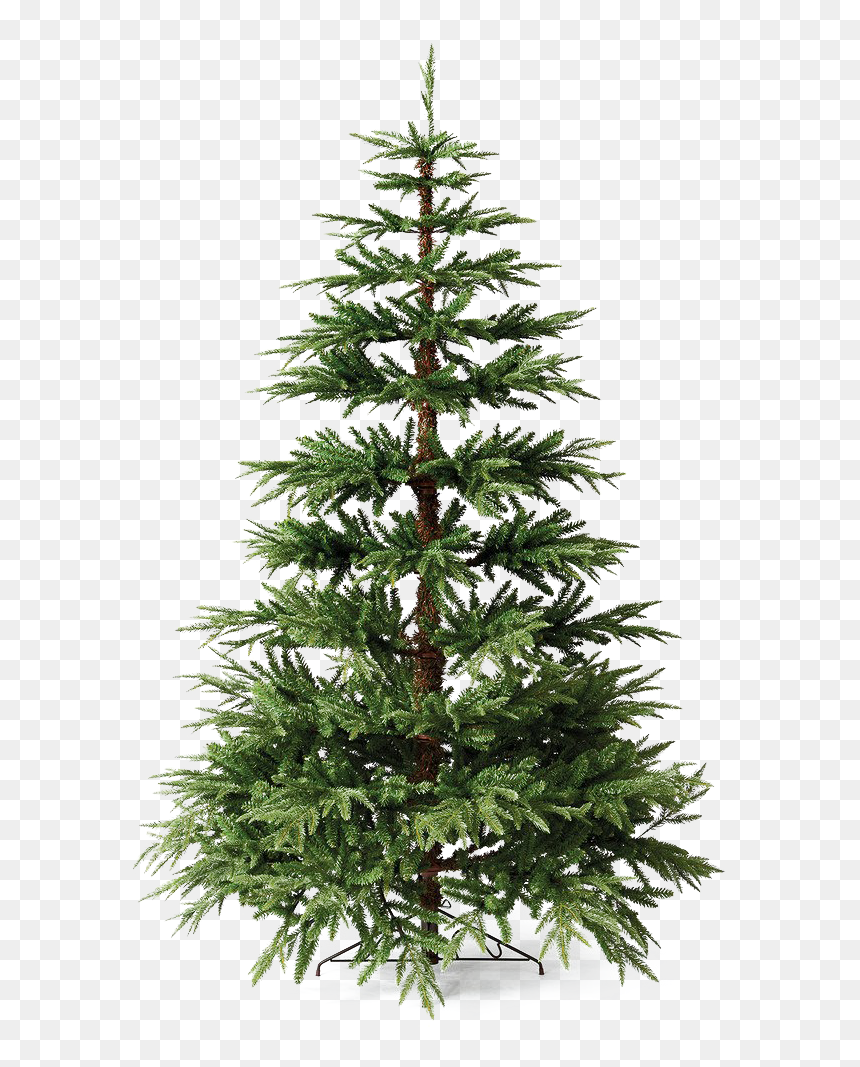 Christmas Pine Tree Png File - Christmas Pine Tree .png, Transparent Png - pinetree png