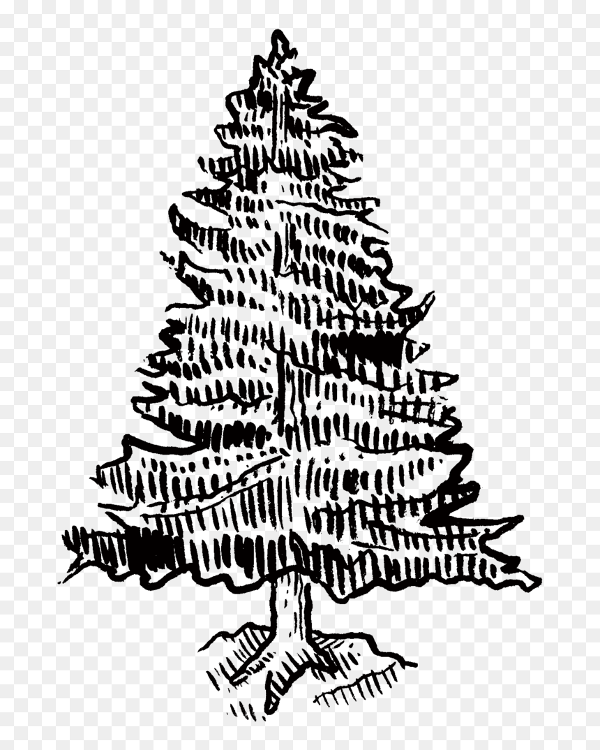 Pinetree - Illustration, HD Png Download - pinetree png