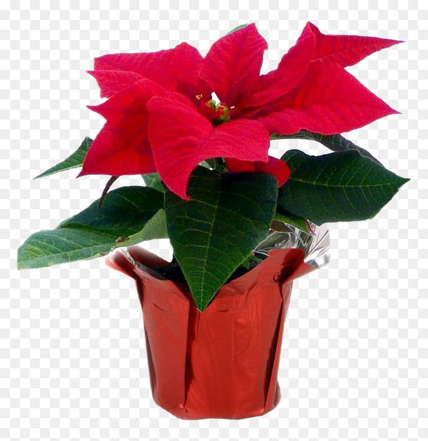 Fresh Poinsettias Transparent Png - 4in Poinsettias Potted, Png Download - poinsettias png