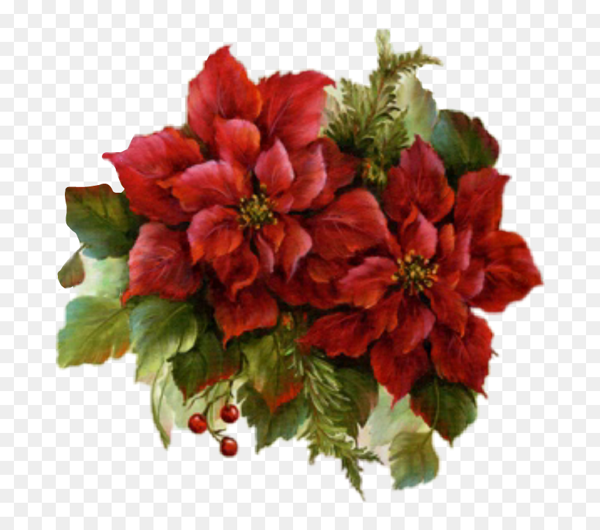 #poinsettias #christmas #holly #evergreens - Bouquet, HD Png Download - poinsettias png