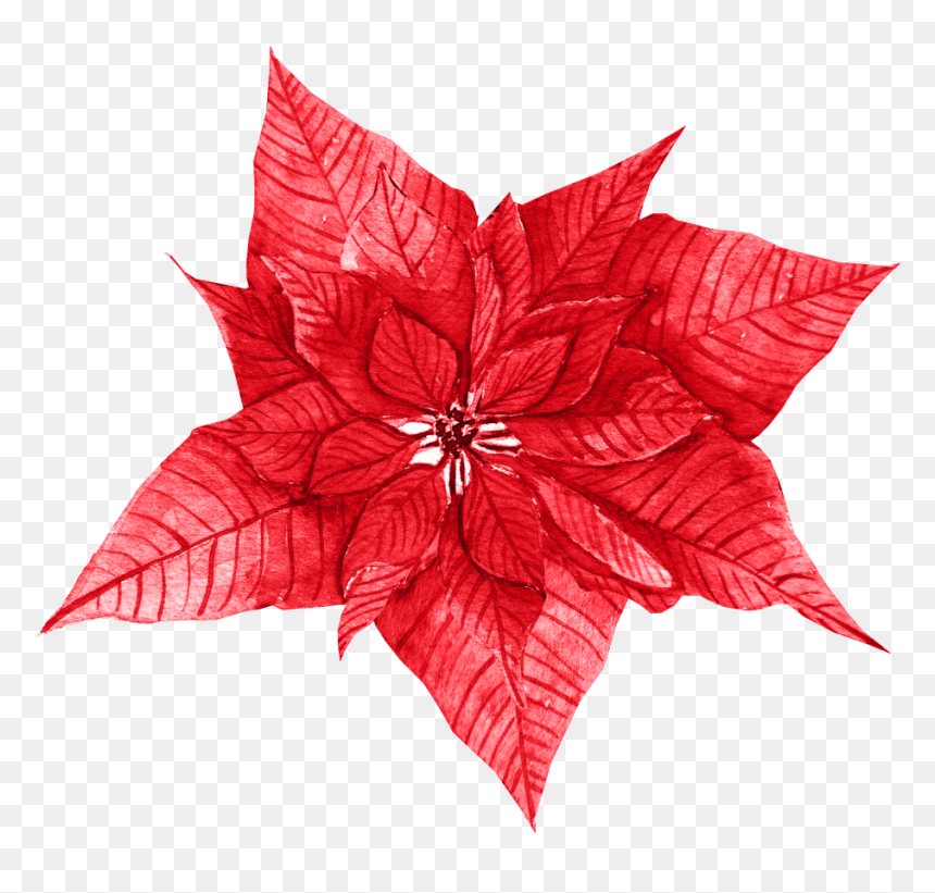Red Leaves Free Texture Png - Poinsettia, Transparent Png - poinsettias png
