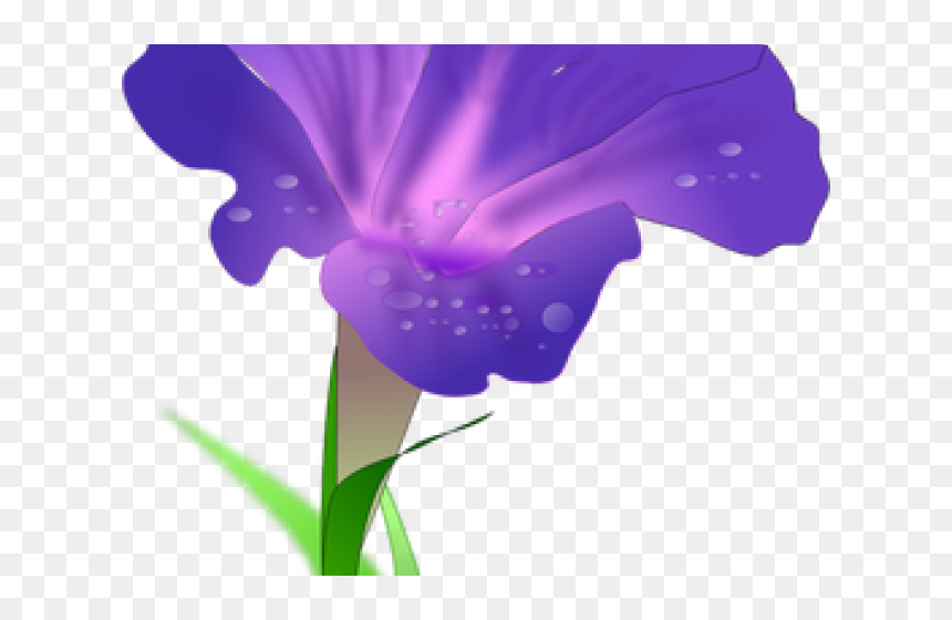 Morning Glory Clipart Marigold Flower - Morning Glory Images Drawing, HD Png Download - glory png