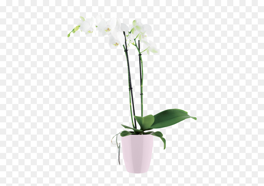 Flowerpot, HD Png Download - pink orchid png