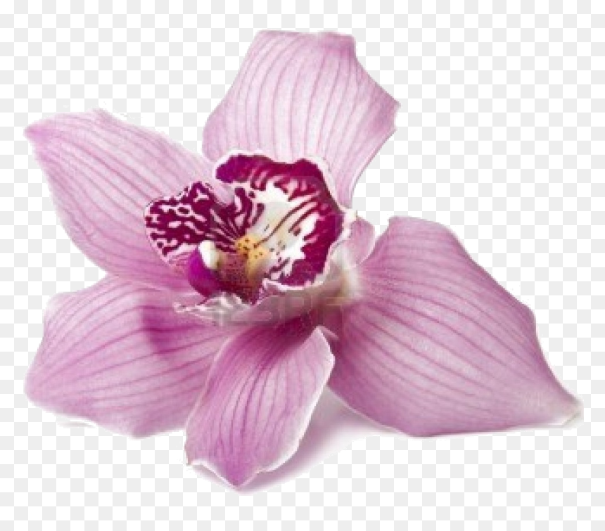 Orchid Suburbia Chs Ltd - Greek Plants, HD Png Download - pink orchid png
