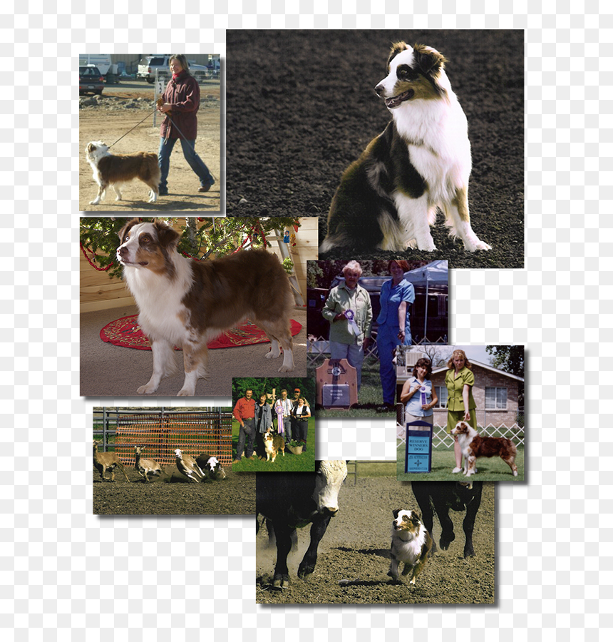 Companion Dog, HD Png Download - amistad png