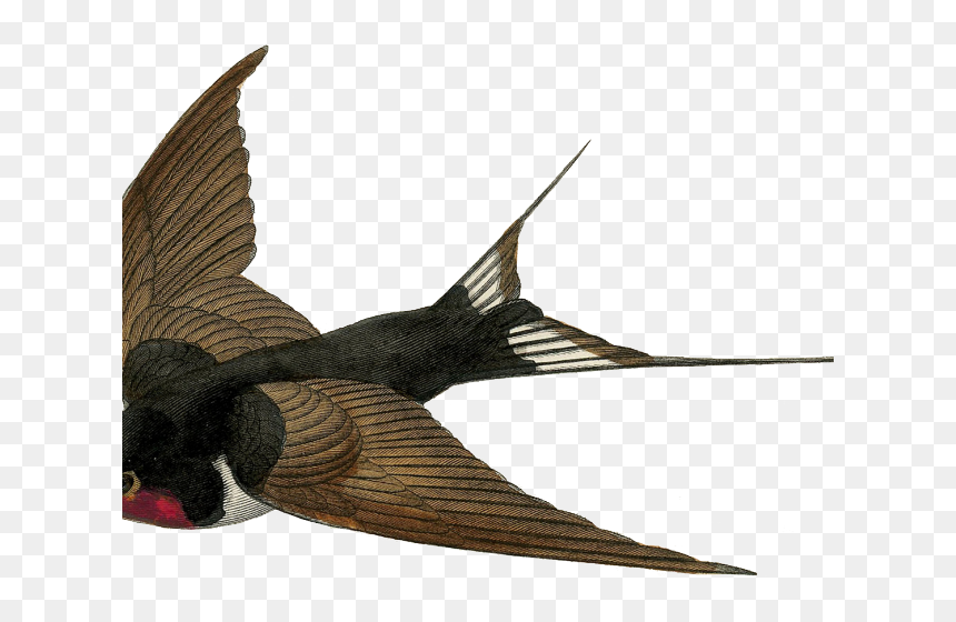 Swallow Clipart Victorian - Vintage Swallow Bird, HD Png Download - no background png