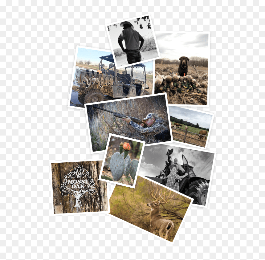 Collage, HD Png Download - mossy rock png