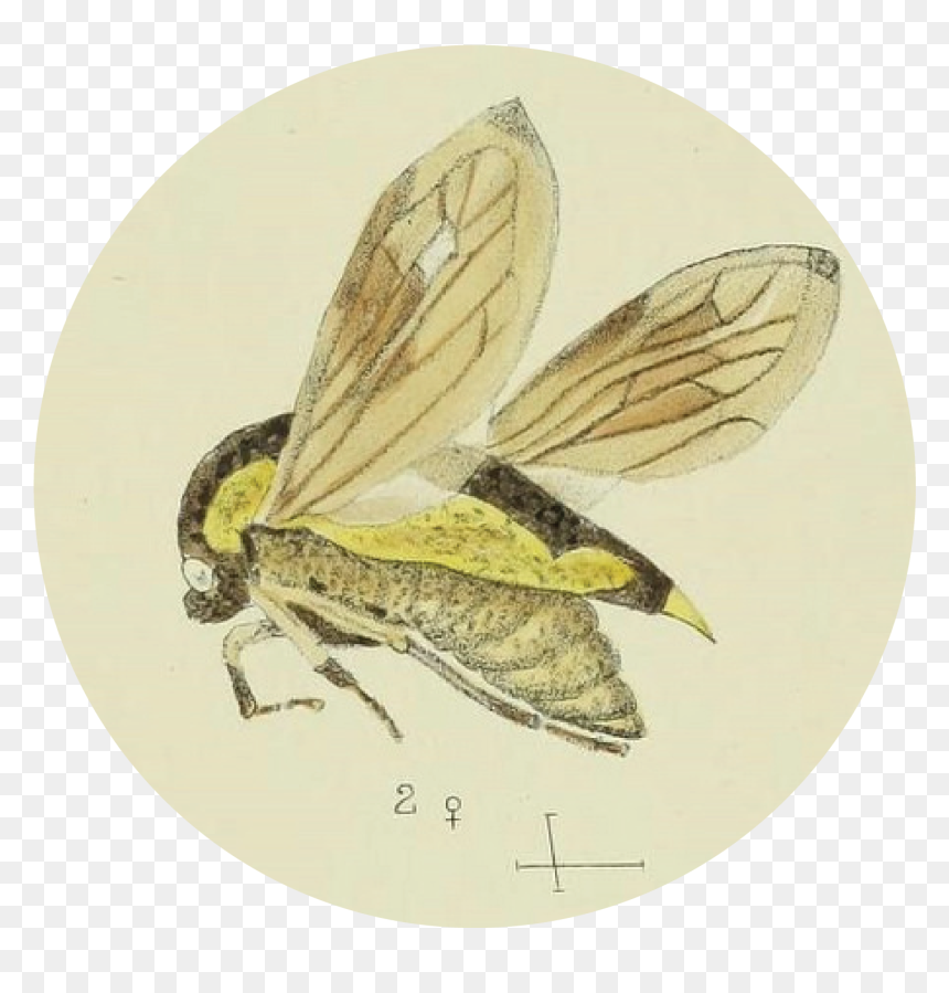 Net-winged Insects, HD Png Download - curiosity png