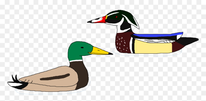 That S Ducks For - Mallard, HD Png Download - mallard png