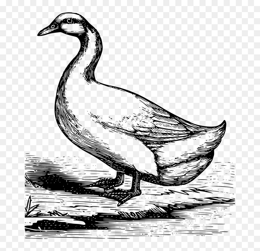 Art,livestock,fowl - Pekin Duck Drawing, HD Png Download - mallard png