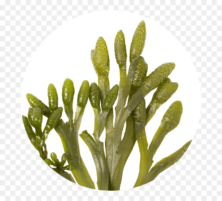 Hebridean Seaweed, HD Png Download - phytoplankton png