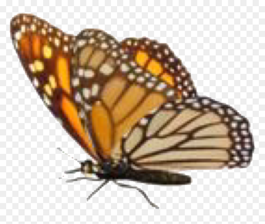 Transparent Autumn Pngs - Monarch Butterfly, Png Download - vixx png