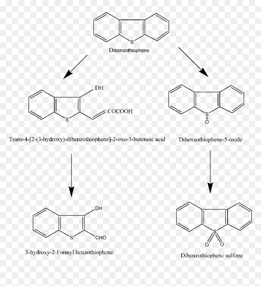 Diagram, HD Png Download - kodama png