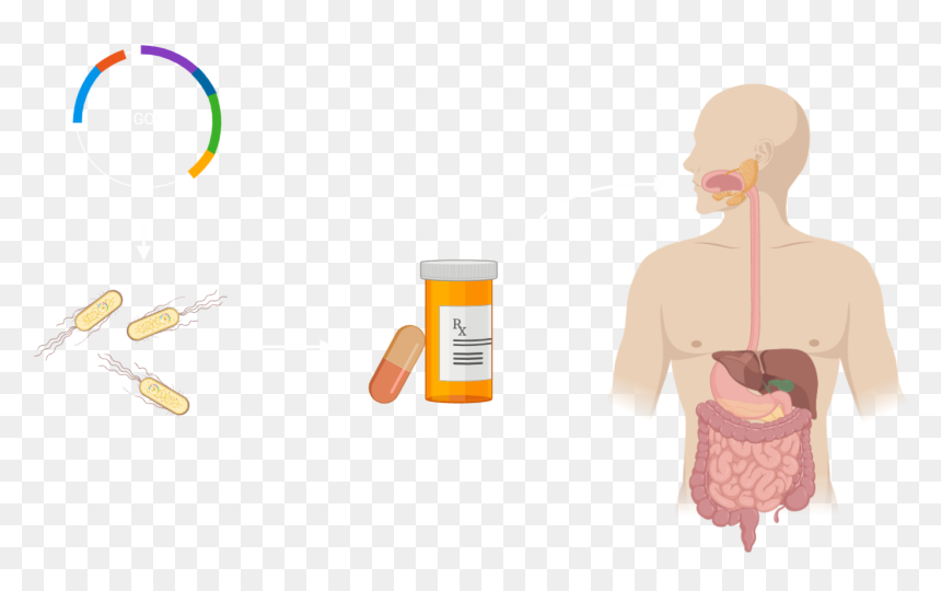 Application - Illustration, HD Png Download - intestine png