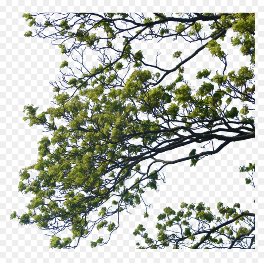 Transparent Olive Branches Clipart - Tree Branch Png, Png Download - leaf branch png