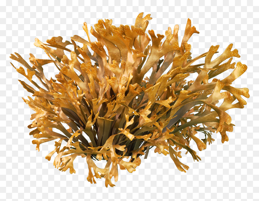 Estonian Museum Of Natural History, HD Png Download - natural png