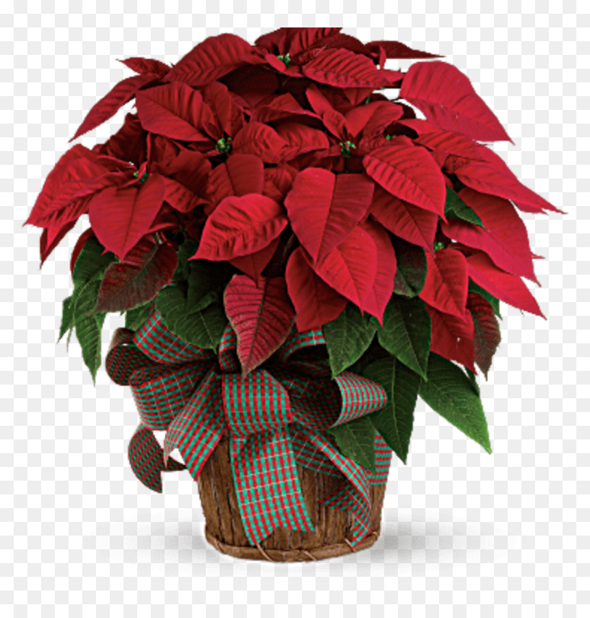 Christmas Poinsettia, HD Png Download - flowers top view png