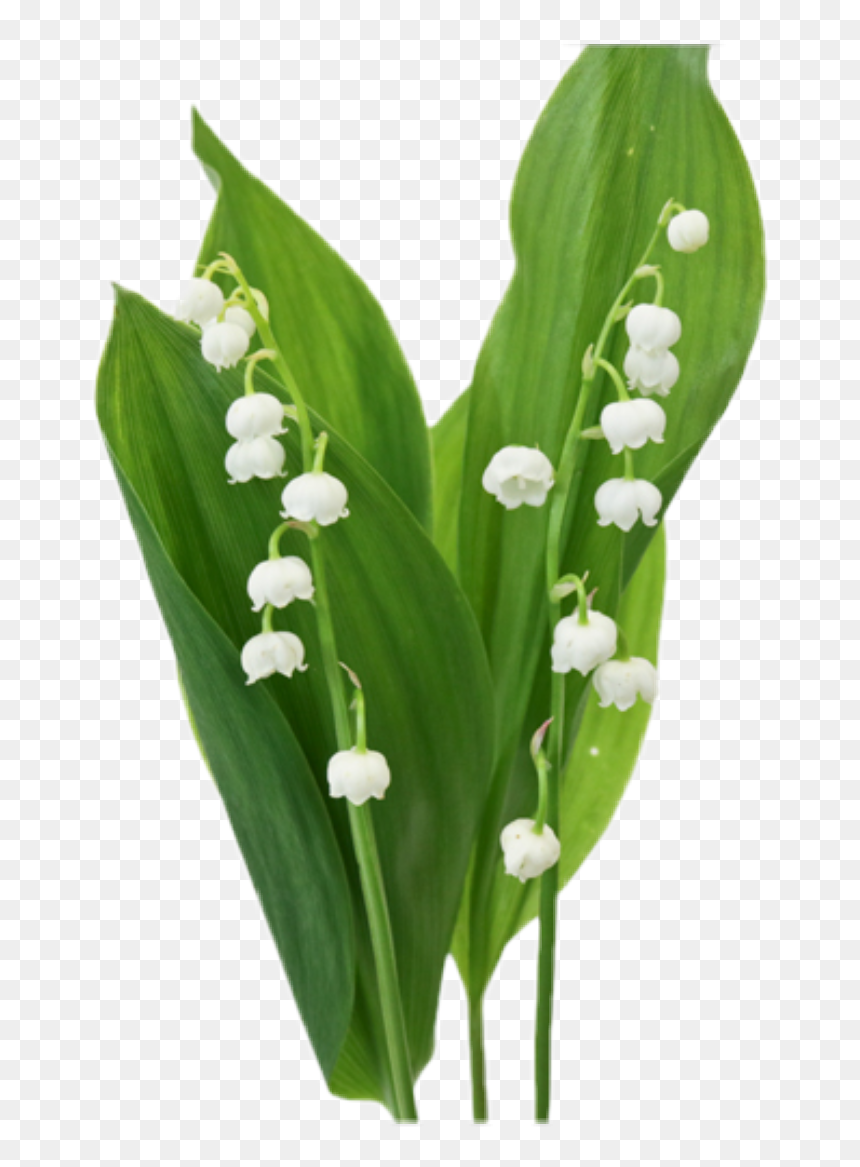 #lillies #lilyofthevalley #flower #floral #nature #natural - Lily Of The Valley, HD Png Download - lillies png