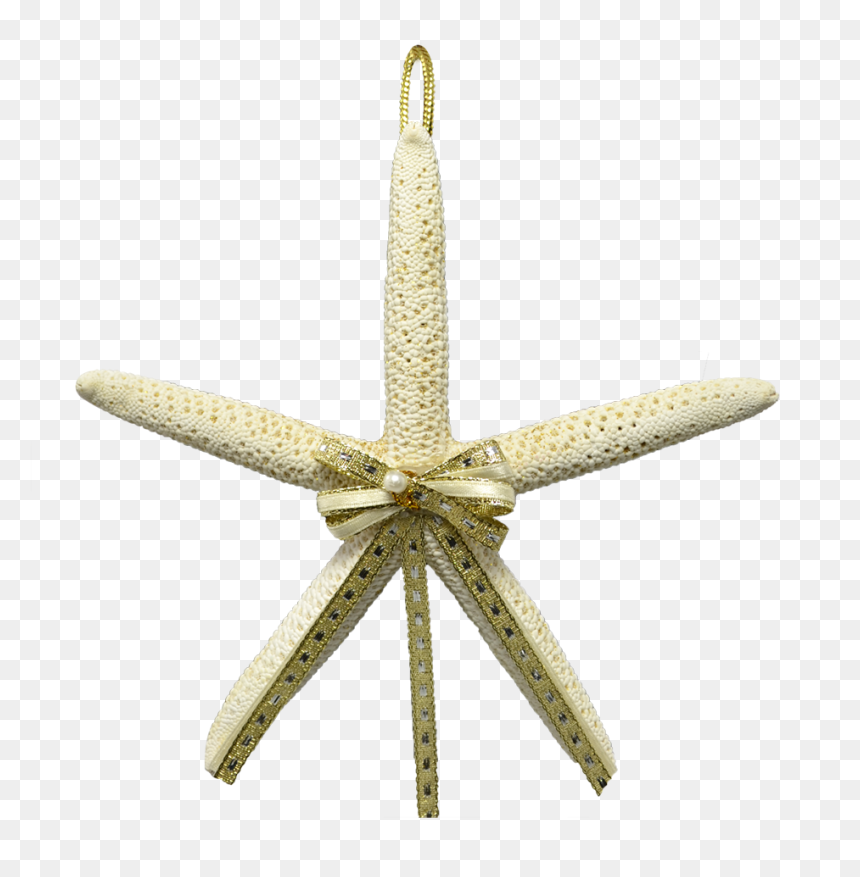 2 White Finger Starfish Christmas Ornaments 4-5" - Echinoderm, HD Png Download - white christmas ornament png