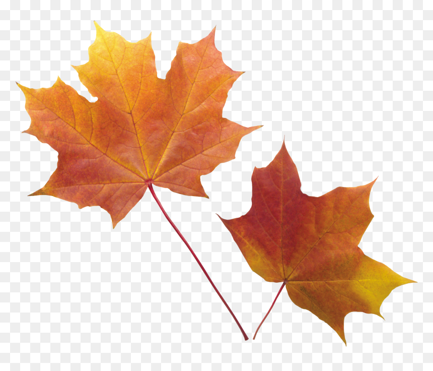 Transparent Background Autumn Leaf Png, Png Download - fall leaf png
