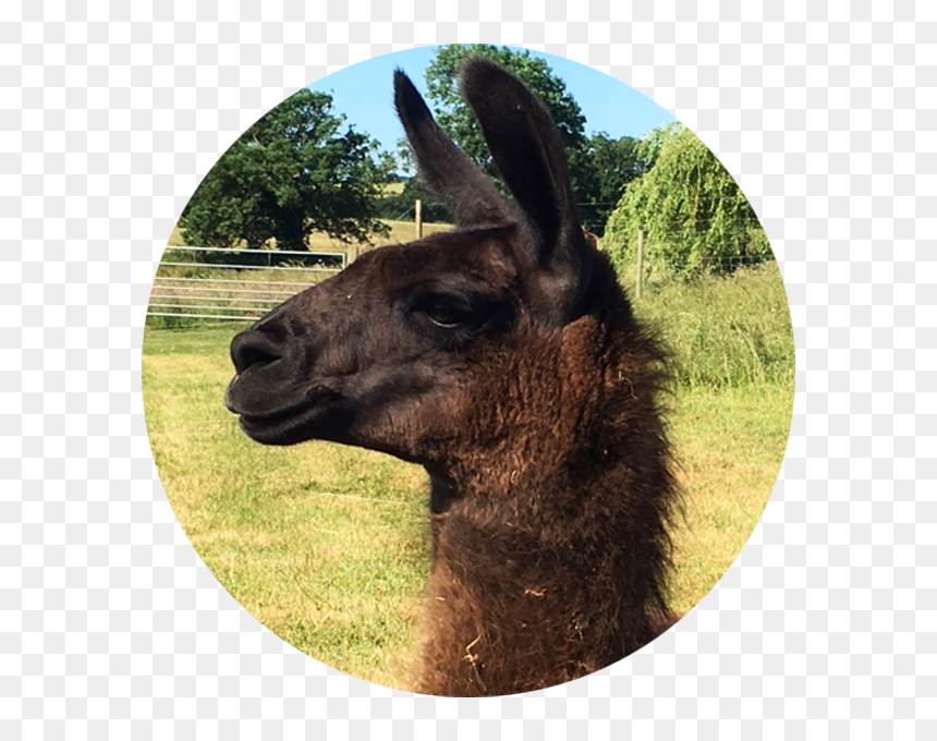 Llama, HD Png Download - llama png