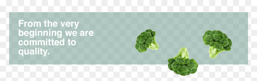 Broccoli, HD Png Download - broccoli png