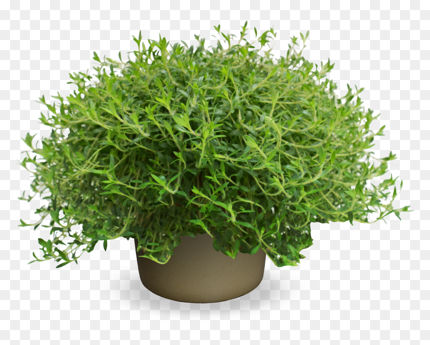 Lemonade Png, Transparent Png - lemonade png